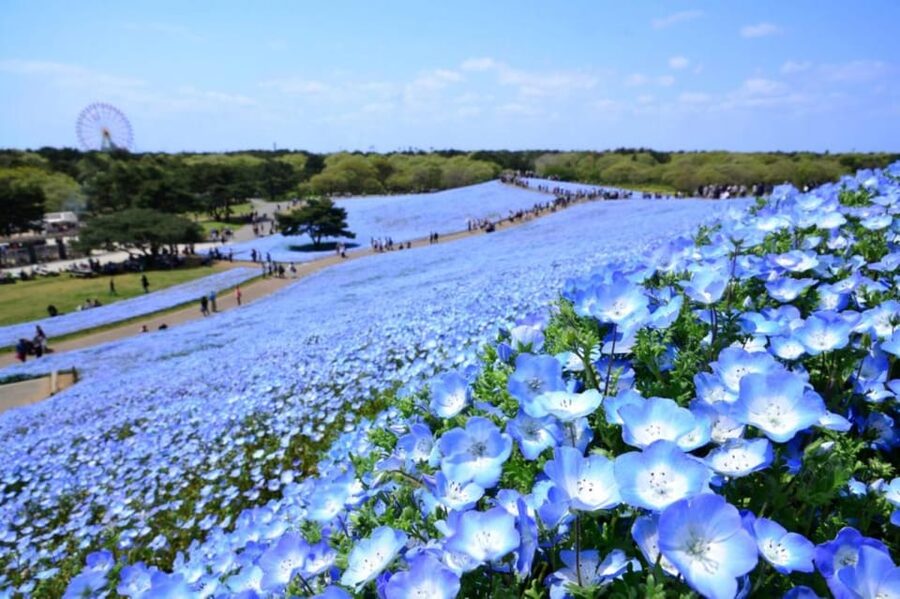 Tokyo: Ibaraki Shrine, Seafood Market & Flower Sea Day Tour - Misaki Jingu Shrine beside the open sea