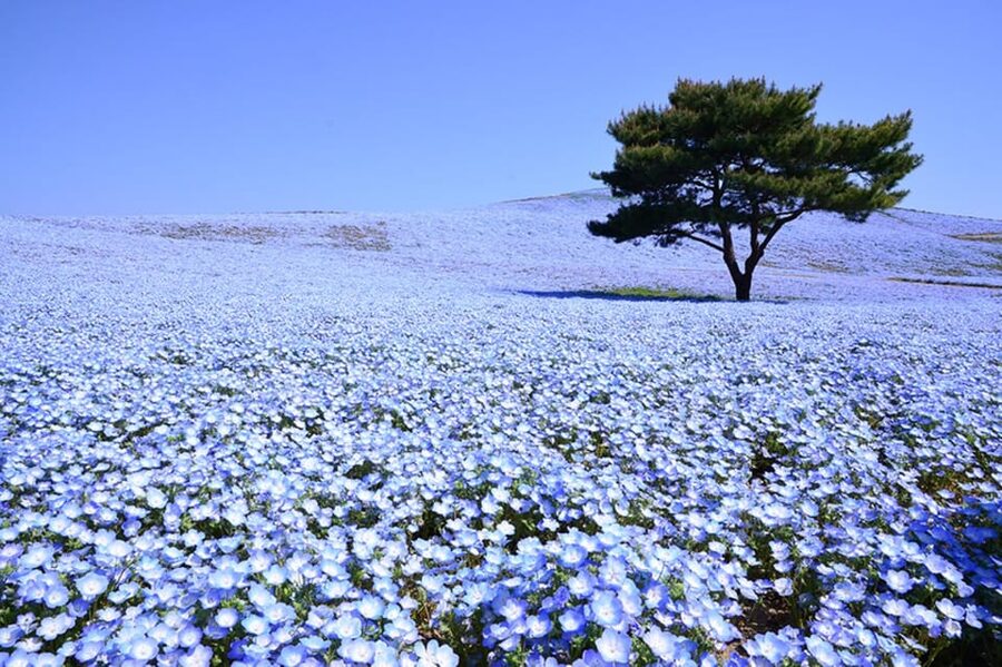 Tokyo: Ibaraki Shrine, Seafood Market & Flower Sea Day Tour - Hitachi Seaside Park and its changing flowers