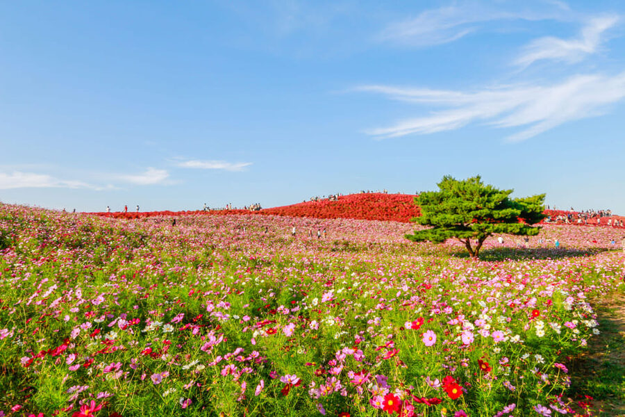 Tokyo: Ibaraki Shrine, Seafood Market & Flower Sea Day Tour - Is $86 a fair price for the day?