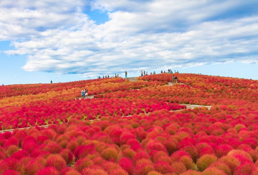 Tokyo: Ibaraki Shrine, Seafood Market & Flower Sea Day Tour - Who should book this Ibaraki excursion?