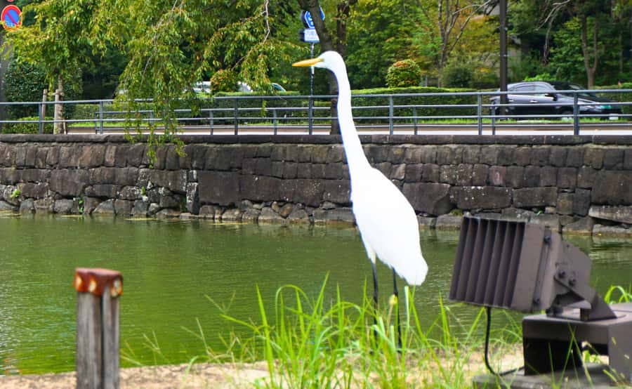 Tokyo: Imperial Palace Japanese History Walking Tour - Why the guide matters here