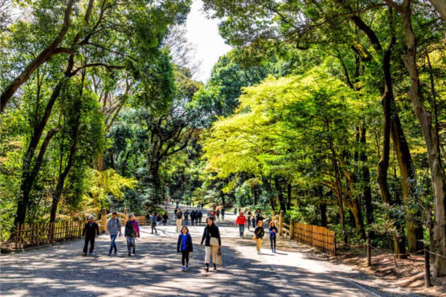 Tokyo: Meiji Shrine Walking Tour with Local Guide - Why Meiji Shrine works so well as a walking tour
