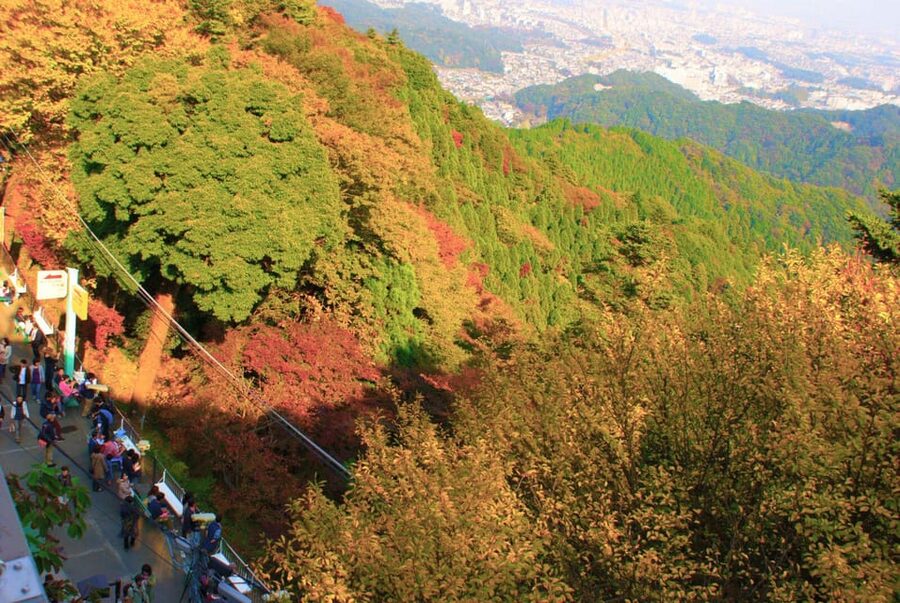 Tokyo: Mount Takao Guided Hiking Tour - Cedar trees, a Torii gate, and fresh dango