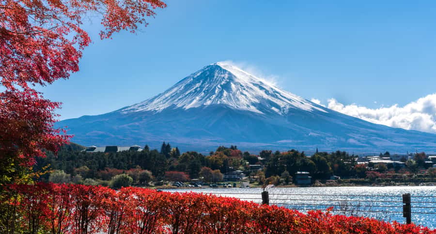 Tokyo: Mt. Fuji and Kawaguchiko Full-Day English Guided Tour - Who should book this tour?