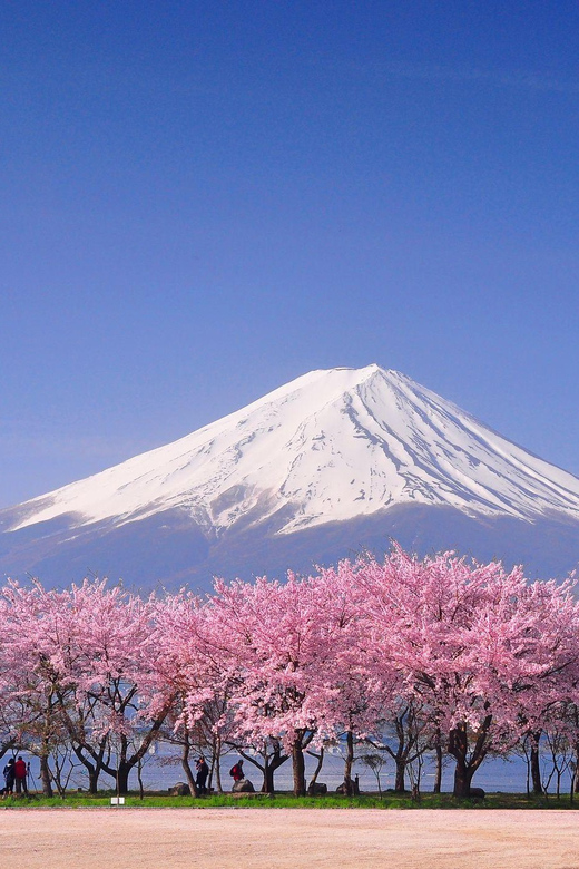 Tokyo: Mt. Fuji & Hakone Cherry Blossoms Private Day Tour - Lake Kawaguchiko, a Cruise, and Kachi Kachi Ropeway