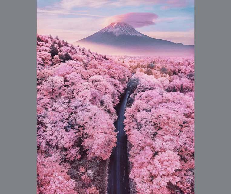 Tokyo: Mt. Fuji & Hakone Cherry Blossoms Private Day Tour - Oishi Park and Its Lavender Garden
