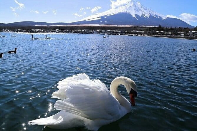 Tokyo Mt. Fuji Hakone Shrine, Owakudani, Lake Yamanakai Day Tour - Lake Yamanaka and the swans of Shiratorihama