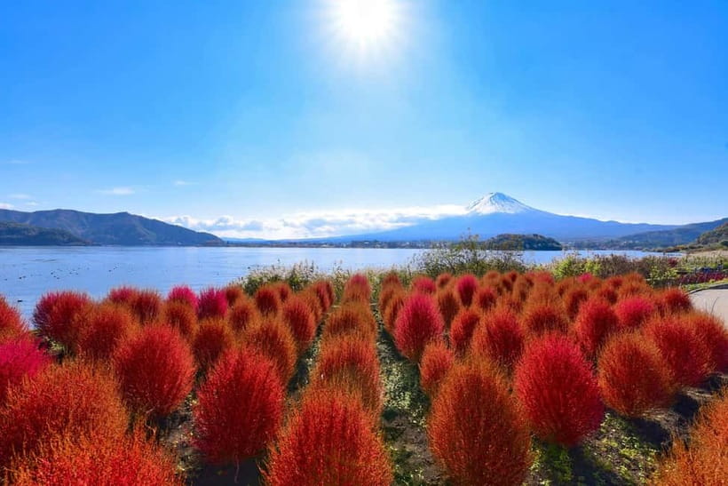 Tokyo:Mt.Fuji,Kawaguchiko Oishi Park,Arakurayama Sengen Park - Kawaguchiko Craft Park and three lunch choices