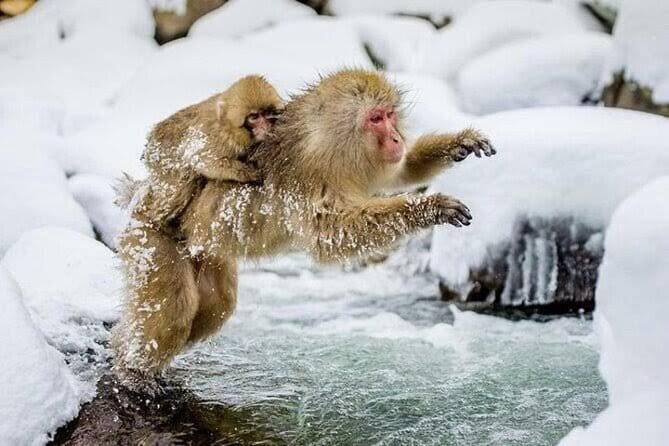 Tokyo Nagano Snow Monkey Park and Zenkoji Temple English driver - Key points to know before booking