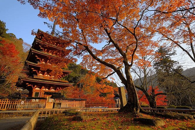Tokyo Nagano Snow Monkey Park and Zenkoji Temple English driver - Timing, seasons, and what to bring
