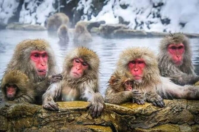Tokyo Nagano Snow Monkey Park and Zenkoji Temple English driver - Zenko-ji brings nearly 1,400 years of tradition