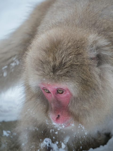 Tokyo: Nagano, Snow Monkeys and Zenko-ji Temple Private Tour - Jigokudani Monkey Park: allow the best two hours here