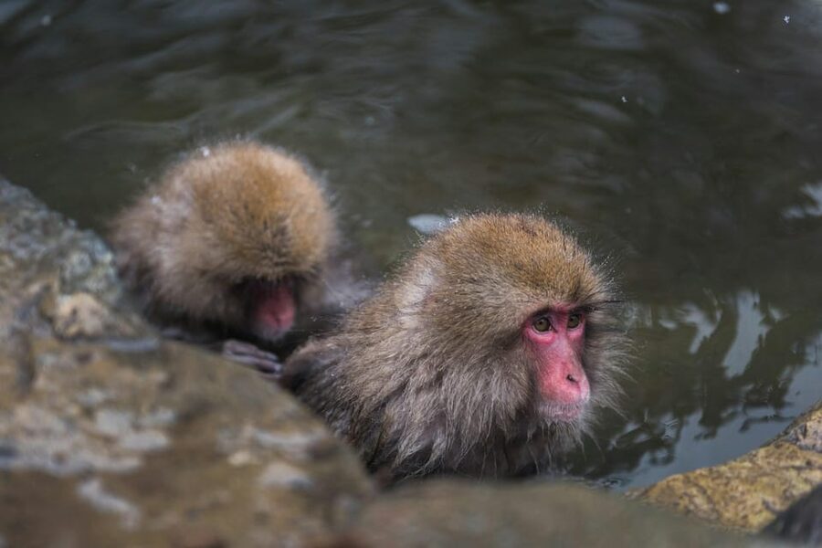 Tokyo: Nagano, Snow Monkeys and Zenko-ji Temple Private Tour - Obuse for a slower town visit