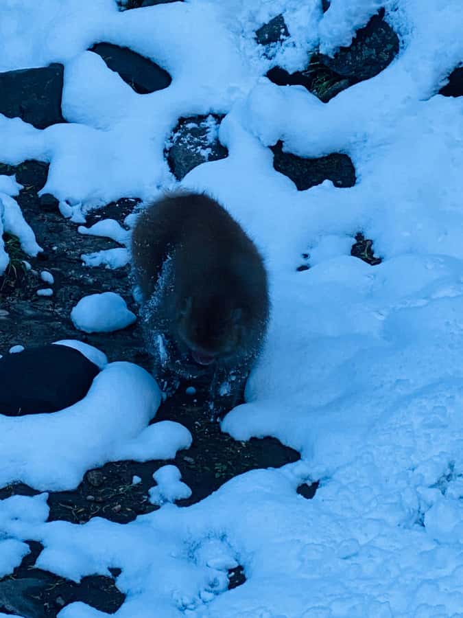 Tokyo: Nagano Tour with Snow Monkey Park & Zenko-ji Temple - Why the snow monkeys make this trip special