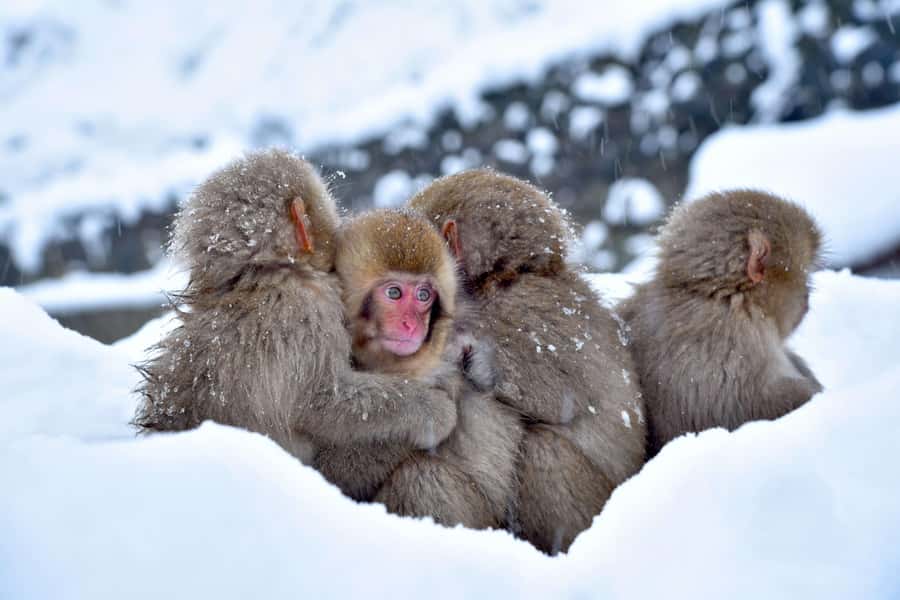 Tokyo: Nagano Tour with Snow Monkey Park & Zenko-ji Temple - The Tokyo route is a road trip first