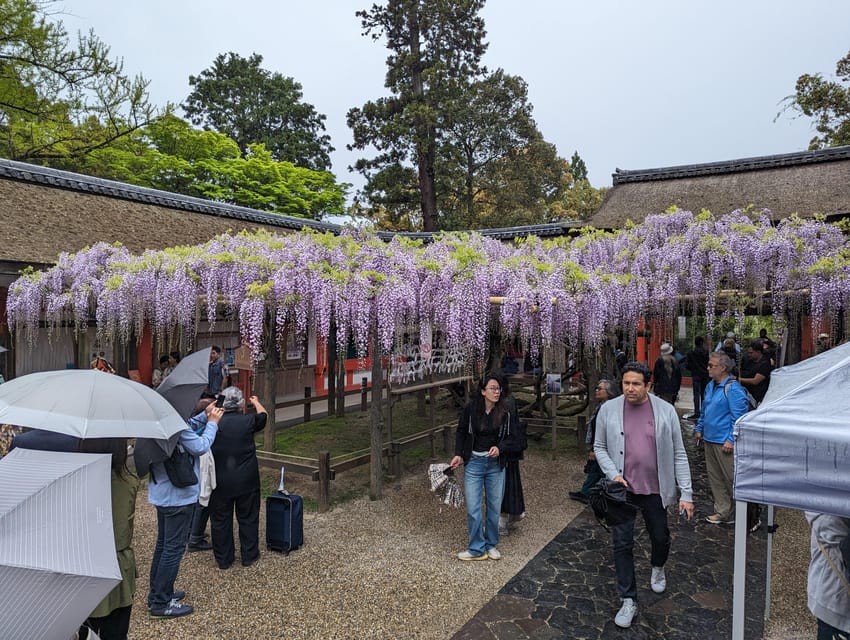Tokyo: Personalized Half-day Tour - Meiji Shrine: a quieter pause in the city