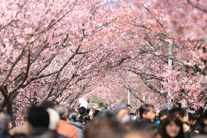 Tokyo Private Cherry Blossom Tour with a Local – Picnic Included - Yanaka Cemetery and a quieter side of sakura season