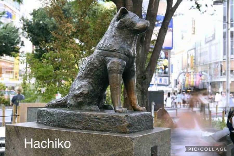 Tokyo: Private Full-Day Sightseeing Tour with Hotel Pickup - Ameyoko and Harajuku: choosing your shopping style