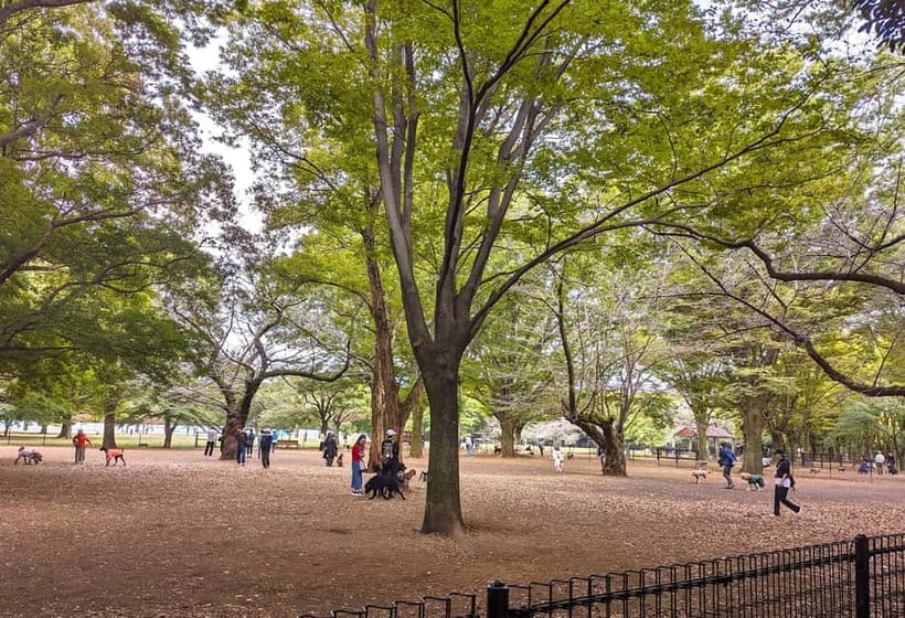 Tokyo: Private Morning Run with Sento Bath Experience - Key points before you book