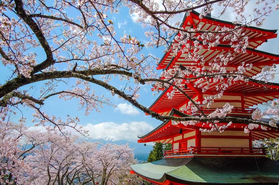 Tokyo: Private Mt.Fuji Day Trip with English-Speaking Driver - Kitaguchi Hongu Fuji Sengen Shrine among the cedars