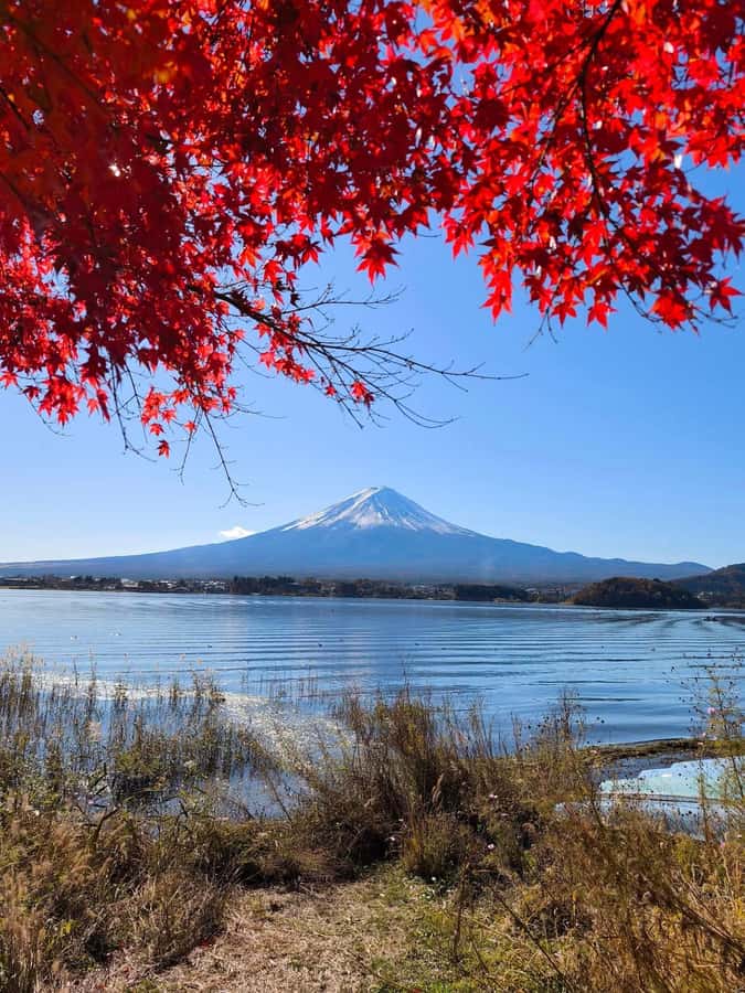 Tokyo: Private Mt.Fuji Day Trip with English-Speaking Driver - Oishi Park for flowers, snacks, and open views