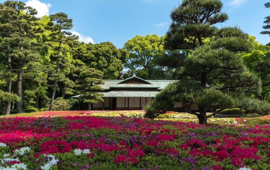 Tokyo Private Sightseeing Tour W/English Speaking Driver - Meiji Shrine trades neon for forest