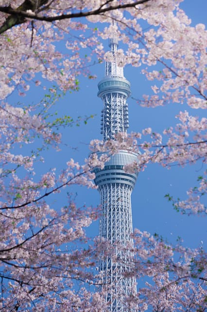 Tokyo private tour by car with pick up - Starting with pickup in Tokyo or Hakone
