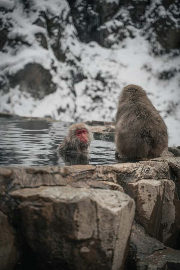 Tokyo: Snow Monkey and Zenkoji Temple Day Trip In Low Price - What the private vehicle adds