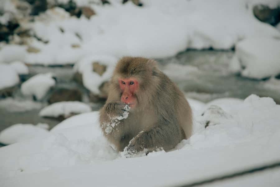Tokyo: Snow Monkey and Zenkoji Temple Day Trip In Low Price - Is $550 a fair price?