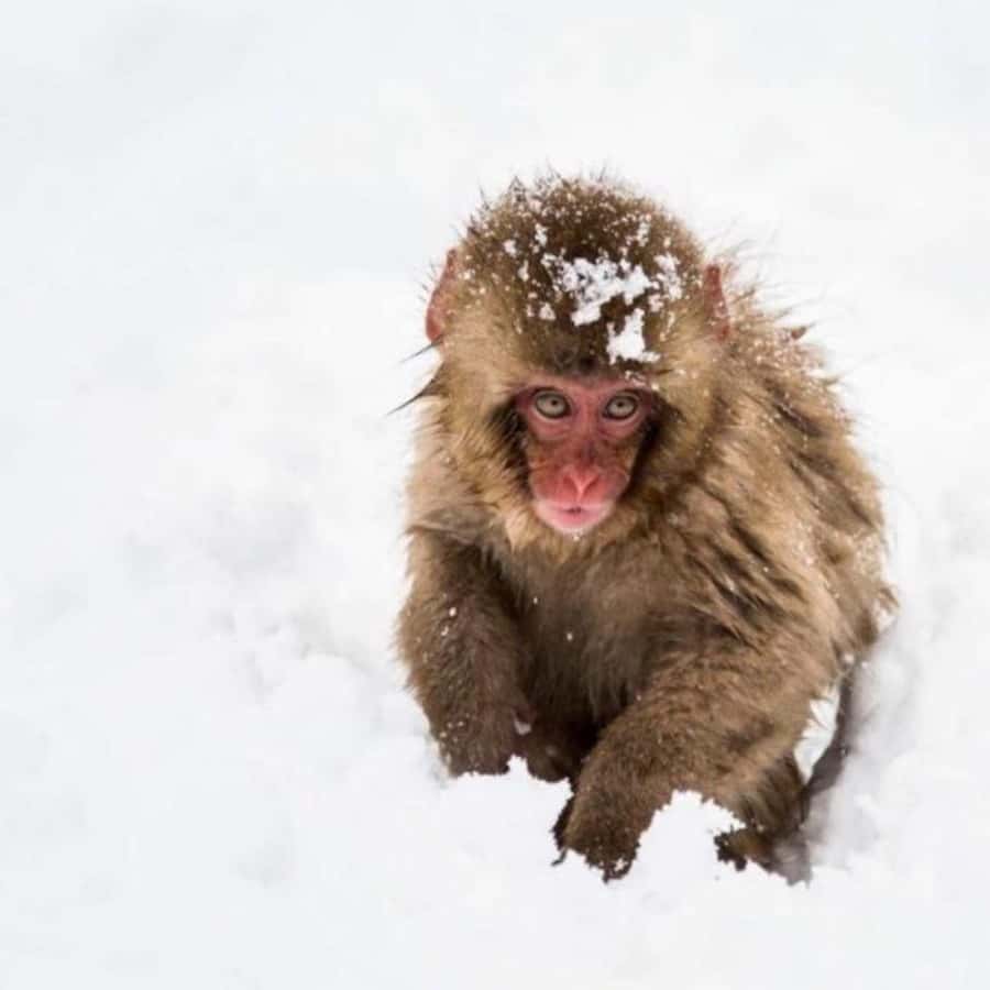 Tokyo: Snow Monkey Park and Zenkoji Temple Private Day Tour - The long road from Tokyo to Nagano