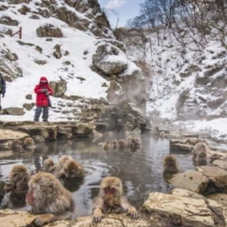 Tokyo: Snow Monkey Park and Zenkoji Temple Private Day Tour - Zenkoji Temple, Nagano’s spiritual heart