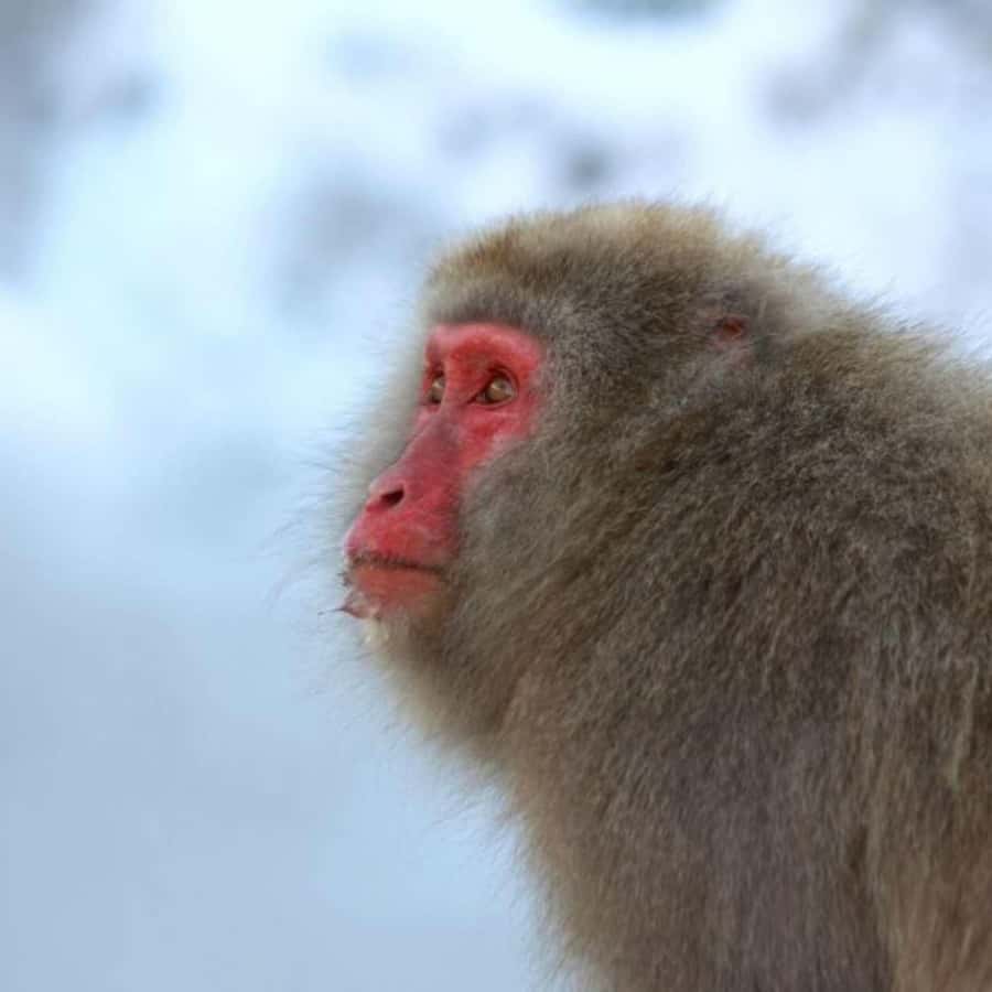 Tokyo: Snow Monkey Park and Zenkoji Temple Private Day Tour - Obuse, Shibu Onsen, and Matsushiro