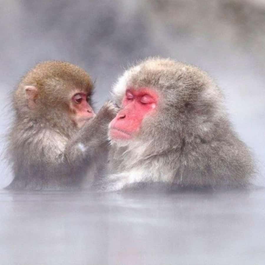 Tokyo: Snow Monkey Park and Zenkoji Temple Private Day Tour - Small details that make the day easier