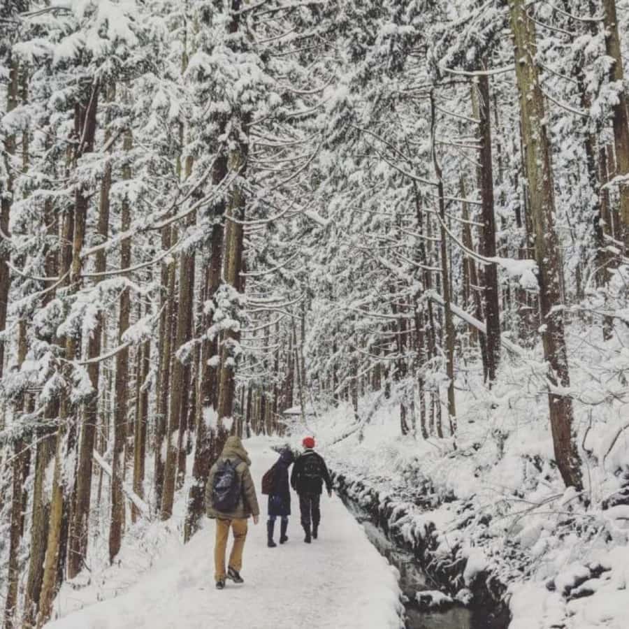 Tokyo: Snow Monkey Park and Zenkoji Temple Private Day Tour - Jigokudani Snow Monkey Park and the forest walk