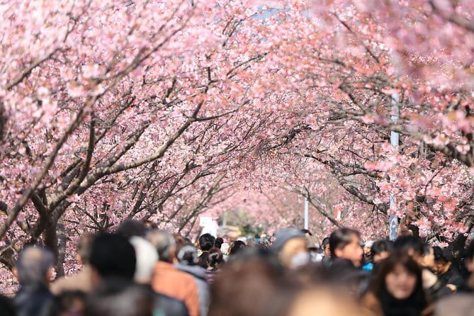 Tokyo Spring Daytime (Cherry Blossom) Food Tour - Why Yanaka is a smart choice for cherry blossom season