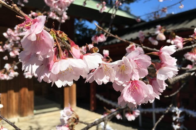 Tokyo Spring Daytime (Cherry Blossom) Food Tour - Yanaka Cemetery and a real hanami stroll