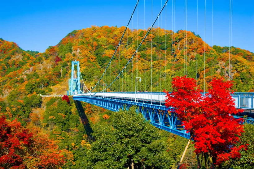Tokyo: Spring Hitachi Seaside & Ashikaga Flower Park Tour - Key points to know before booking