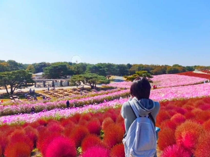 Tokyo: Spring Hitachi Seaside & Ashikaga Flower Park Tour - Why this spring day works from Tokyo
