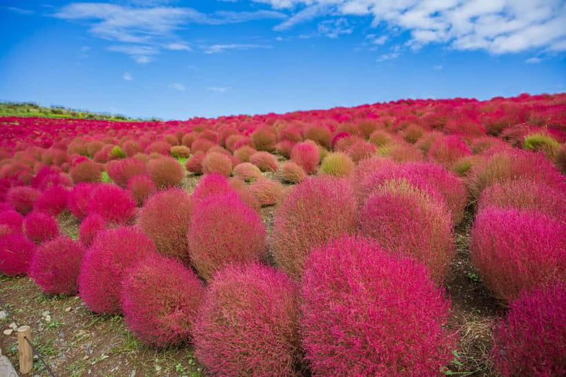 Tokyo: Spring Hitachi Seaside & Ashikaga Flower Park Tour - What the bus schedule means in real life