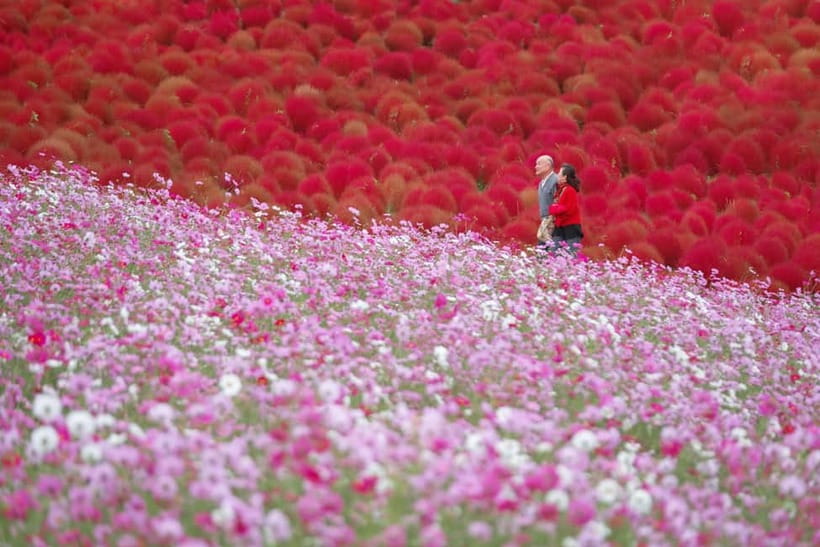 Tokyo: Spring Hitachi Seaside & Ashikaga Flower Park Tour - Is $98 a fair price?