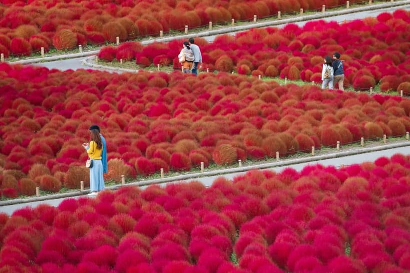 Tokyo: Spring Hitachi Seaside & Ashikaga Flower Park Tour - Who should book this flower tour?