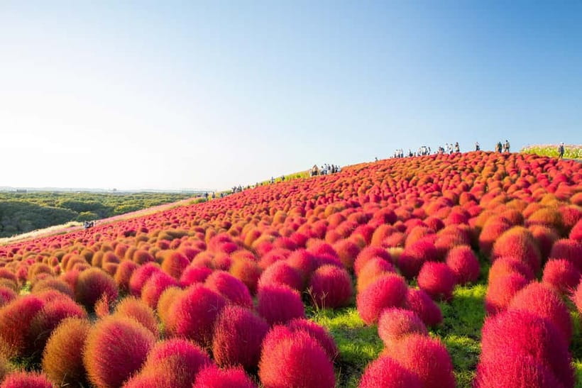 Tokyo: Spring Hitachi Seaside & Ashikaga Flower Park Tour - The 2.5-hour ride to Hitachi Seaside Park