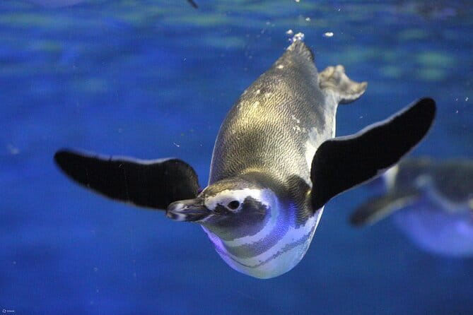 Tokyo Sumida Aquarium E-Ticket with Optional Tokyo Metro Pass - What Your $25.45 Admission Buys