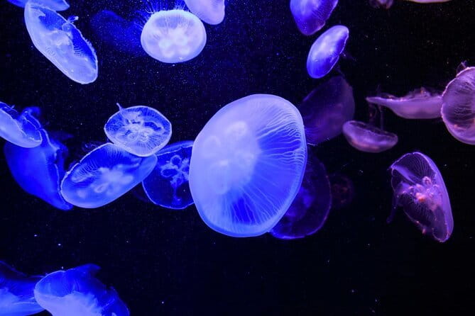 Tokyo Sumida Aquarium E-Ticket with Optional Tokyo Metro Pass - Who Will Get the Most From This Visit