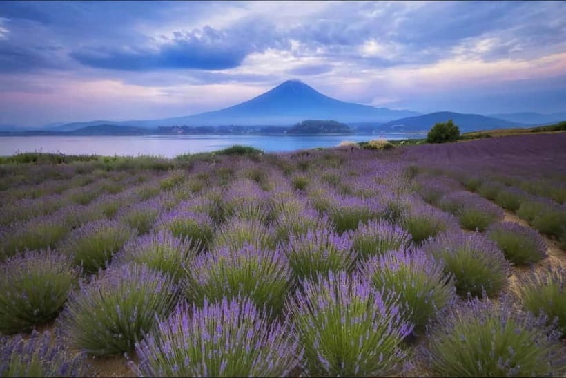 Tokyo Summer: Mt Fuji 5th Station& Kawaguchiko Lavender Trip - Oshino Hakkai and the eight spring-fed ponds