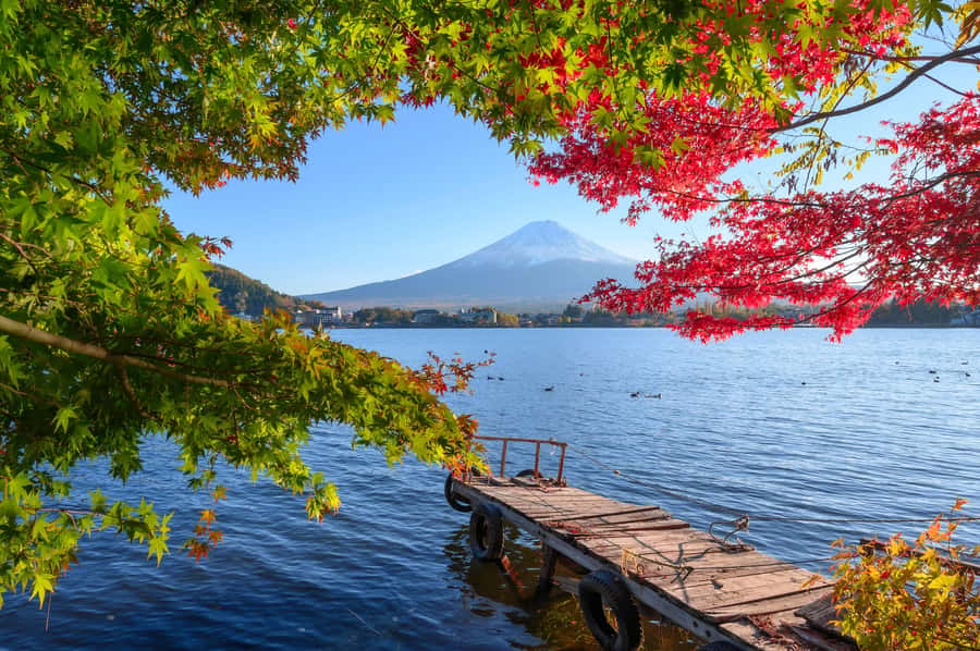 Tokyo to Mount Fuji A Full Day Private Tour From Tokyo - Oishi Park on Lake Kawaguchi