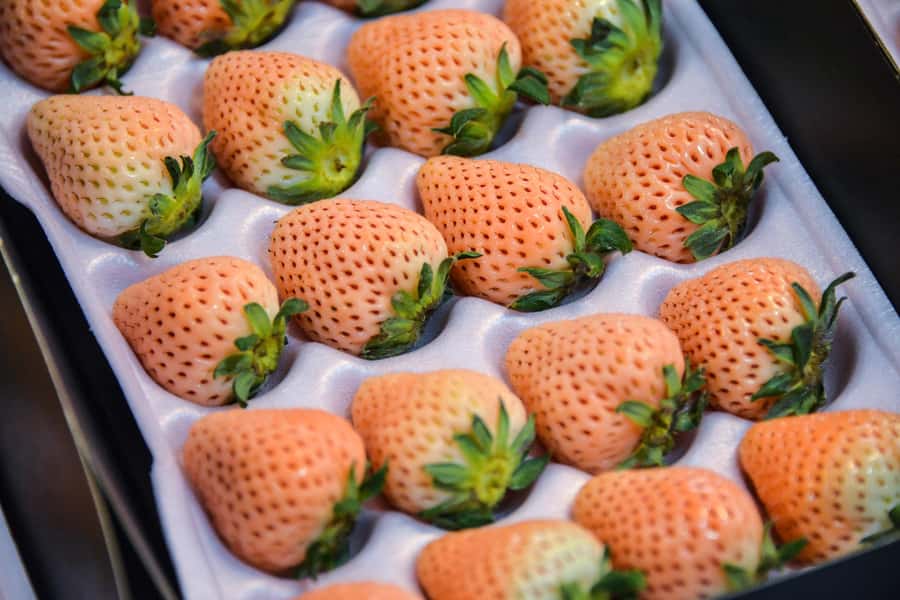 Tokyo : Tsukiji Fish Market Food Walking & Shrine Visit Tour - Walking through the Outer Market