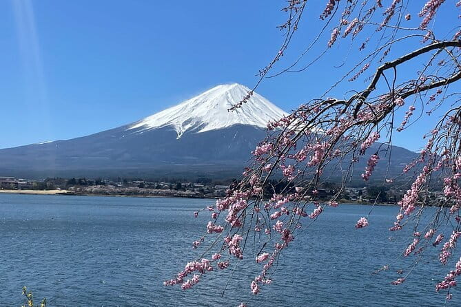 Tokyo Unlocked: A Private Day of Culture, Cuisine & City Secrets - Meiji Jingu, trees, and a quieter hour