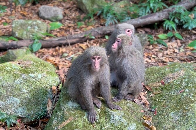 4 Hour Guided Cycling Experience in Yakushima - Experience Inclusions