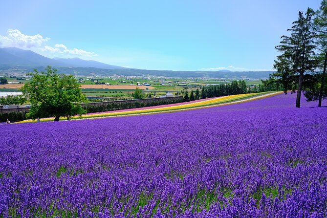 All-you-can-eat Yubari Melons & Hokkaido Lavender Tour - Tour Highlights